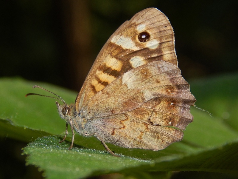 Nymphalidae del 16-6-13 parco del ticino